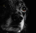 kornel_rogaty - Fotograf